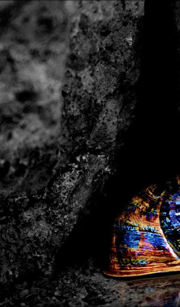 Разноцветная ракушка