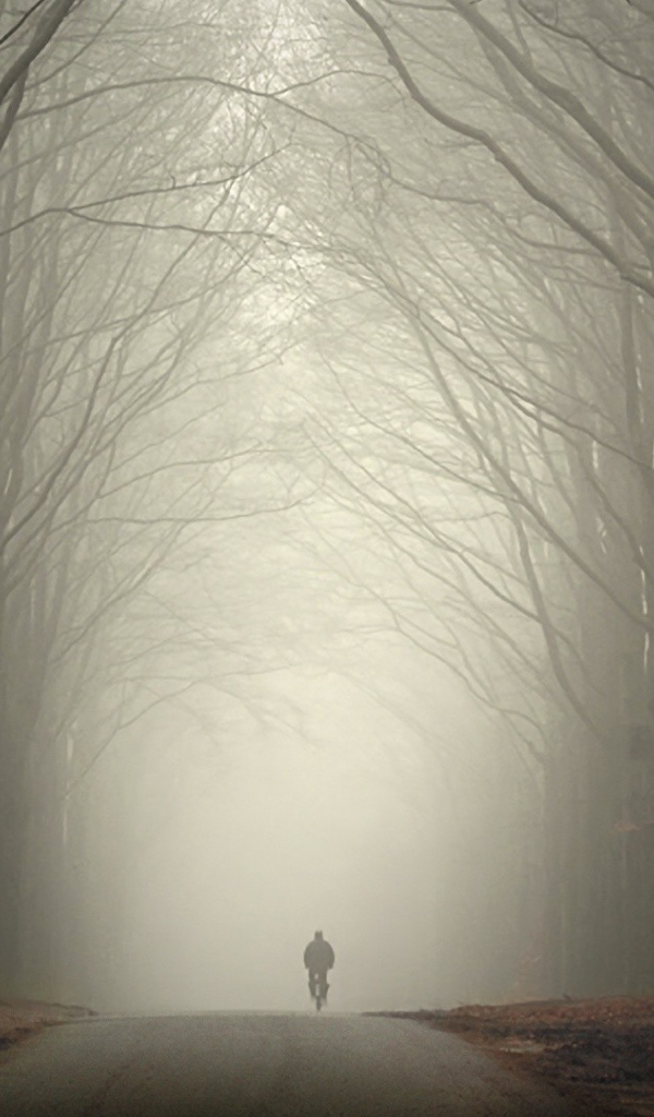 Велосипедист в туманном лесу