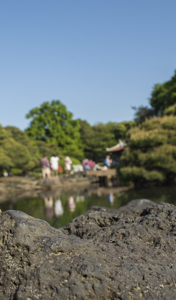 Данбору кун прячется за камнем