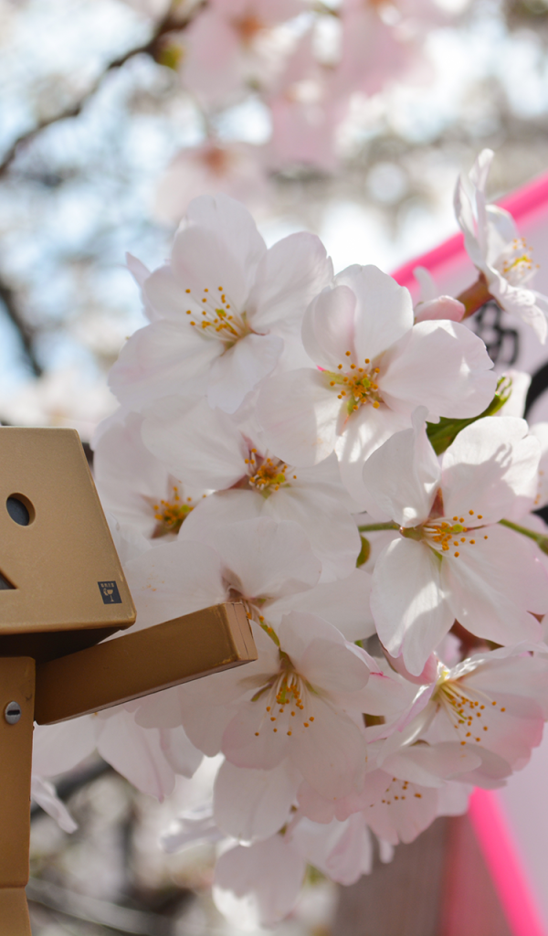 Дандо и цветущая вишня