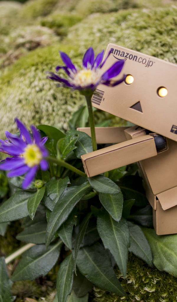 Дандо обнимает цветок