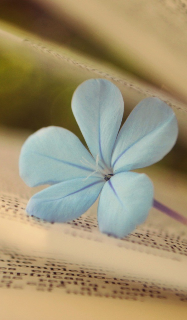 Нежный цветок среди страниц книги