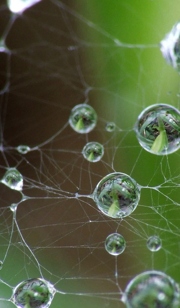Капли на паутине