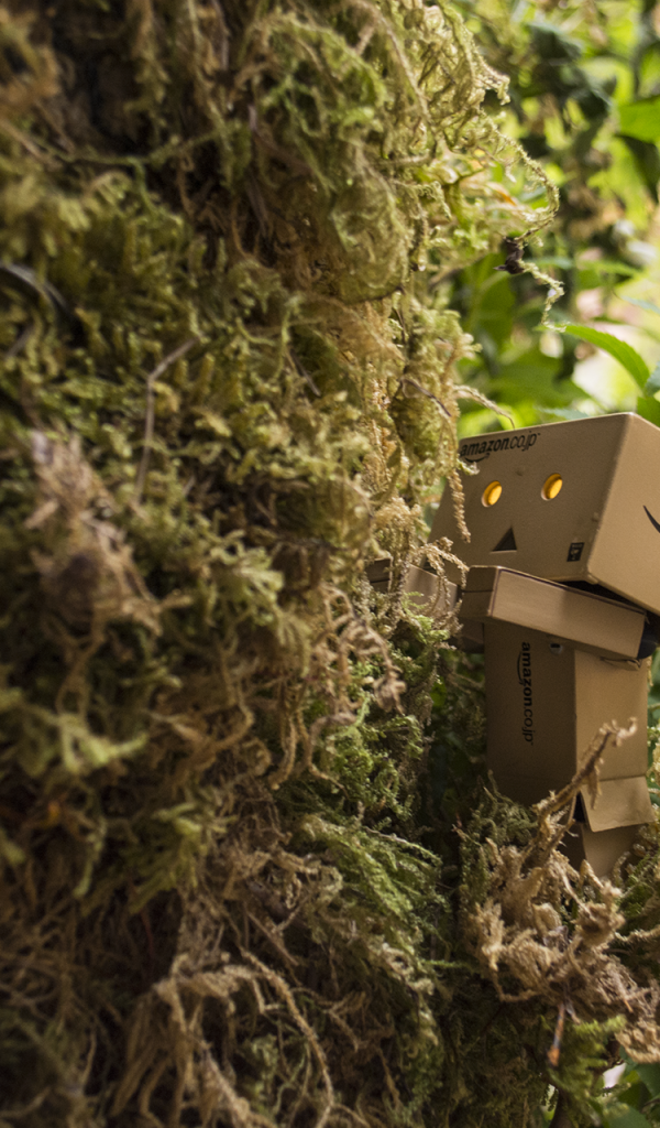 Дандо в японском саду