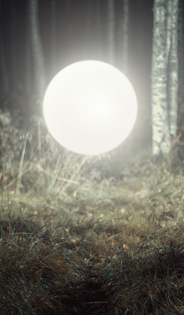 Светящийся шар посреди леса
