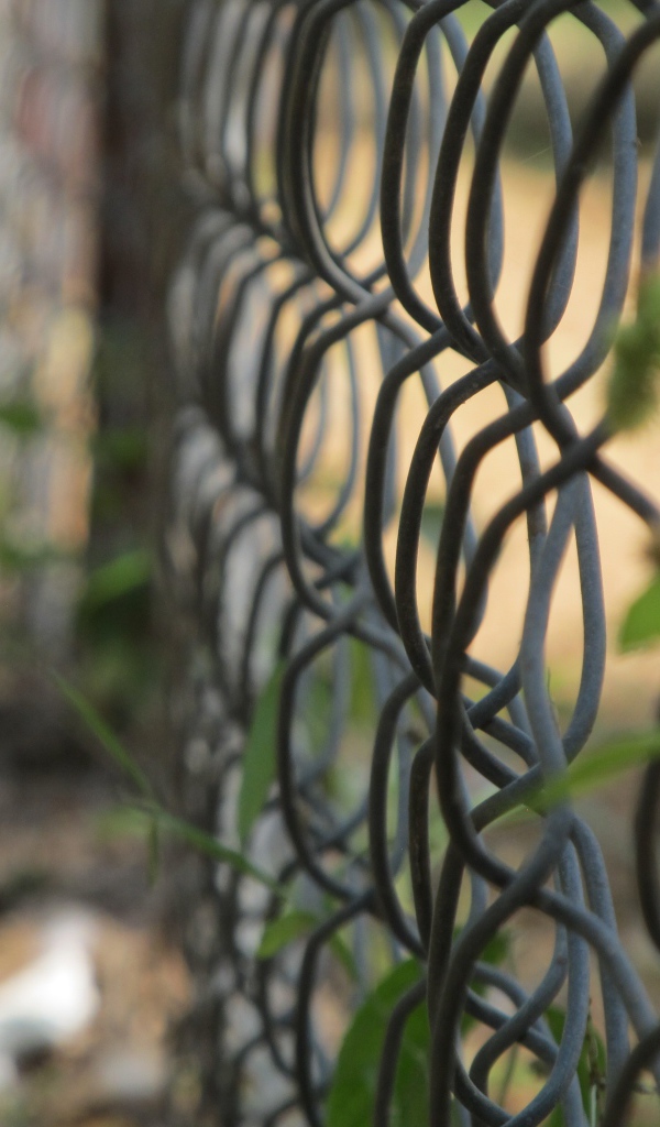 Зелень вьется по решетке