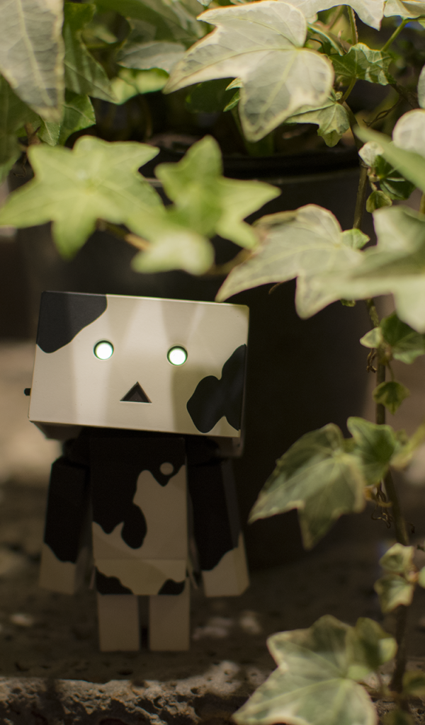 Японский Дандо под листьями