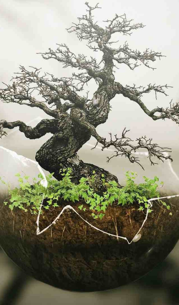 Японский бонсай в прозрачной скорлупе