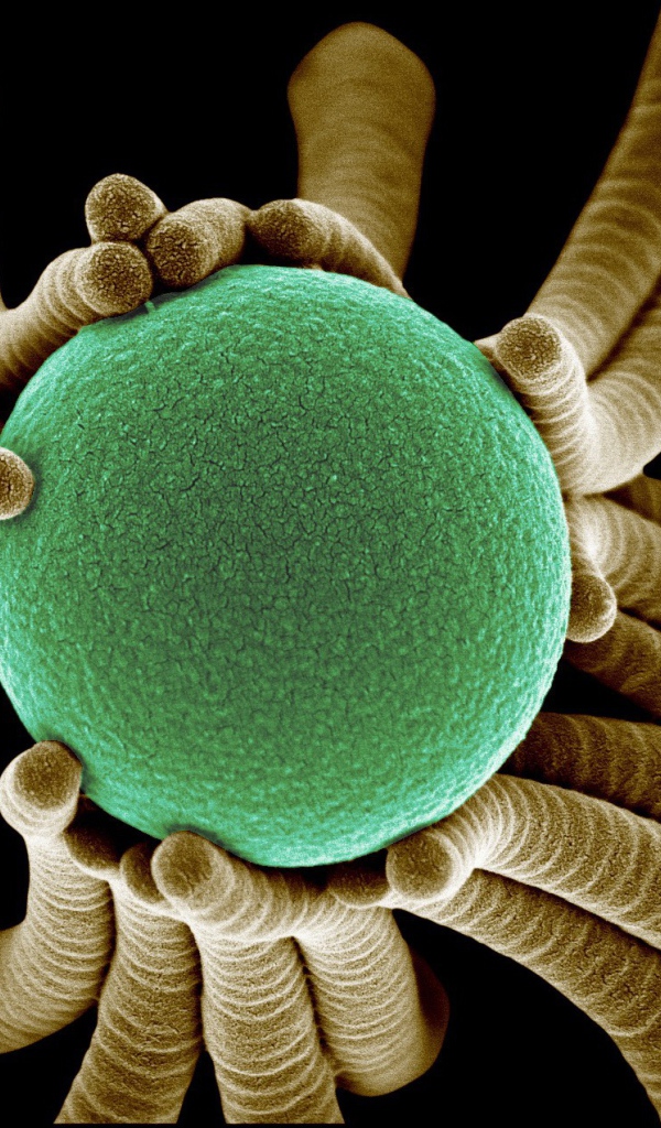 Жизнь маленьких бактерий