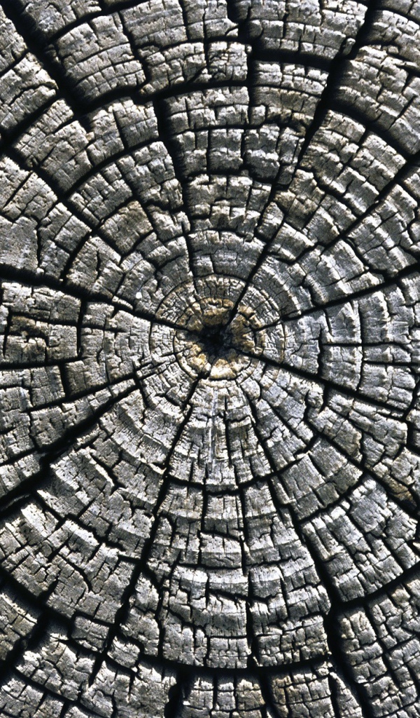 Старый спил дерева