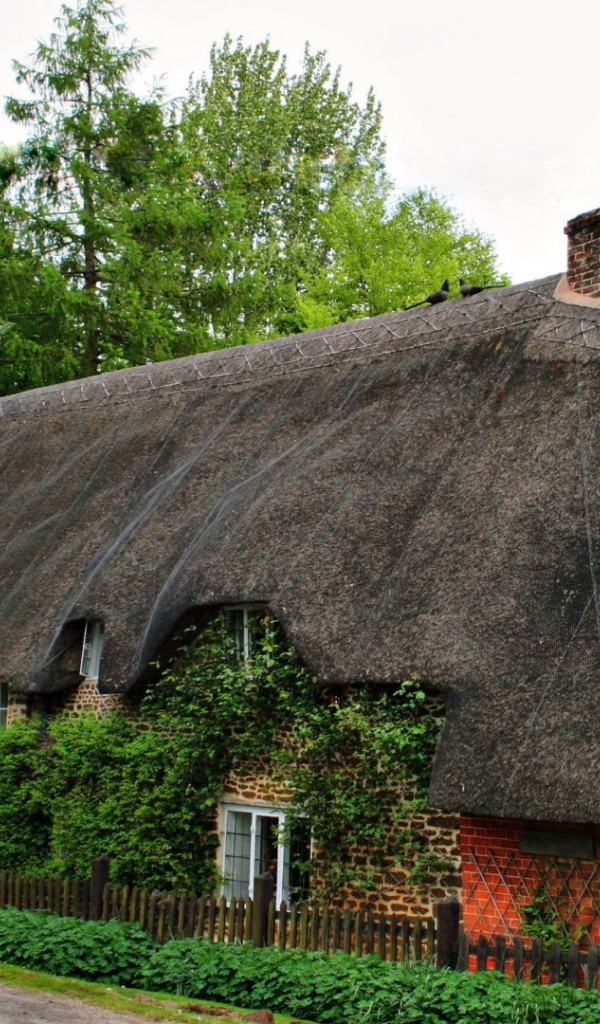 Старый дом, увитый плющом