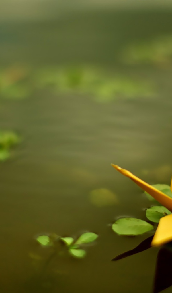 Оригами из желтой бумаги в воде