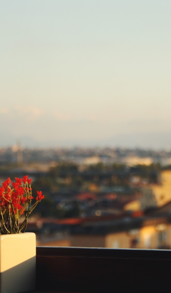 Горшок с красными цветами на подоконнике