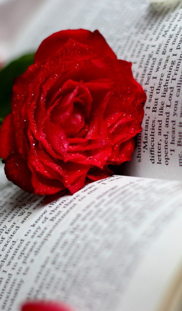 Красная роза среди страниц