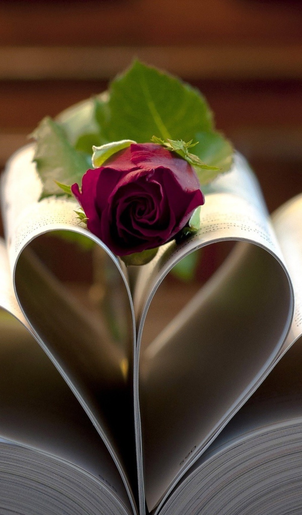 Роза на свернутых листах книги