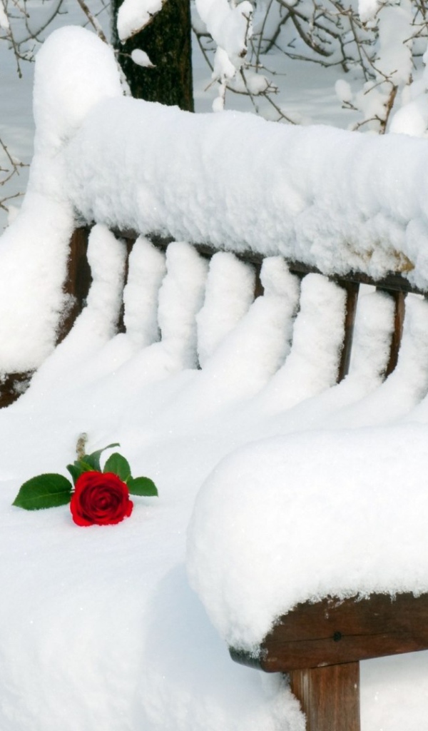 Роза на заснеженной скамье