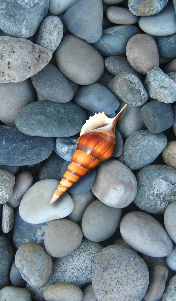 Ракушка на синих камнях