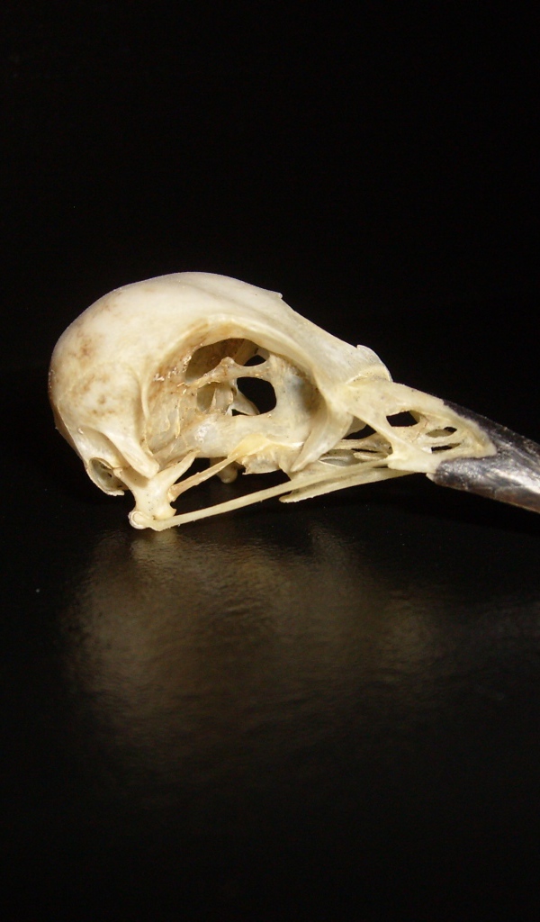 Череп птицы на черном фоне