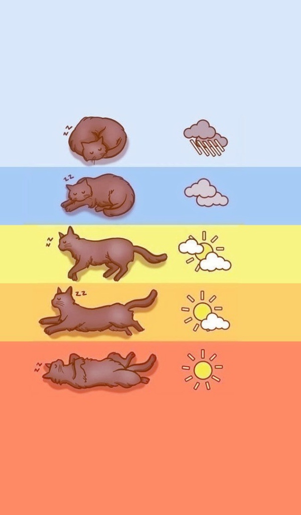 Прогноз погоды по коту