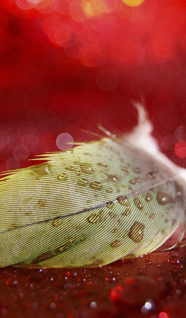 Мокрое перо на красной поверхности