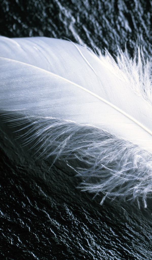 Белое перо на черном камне