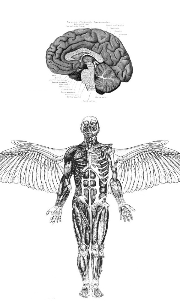 Анатомия летающего человека