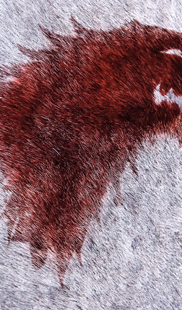 Изображение красного волка