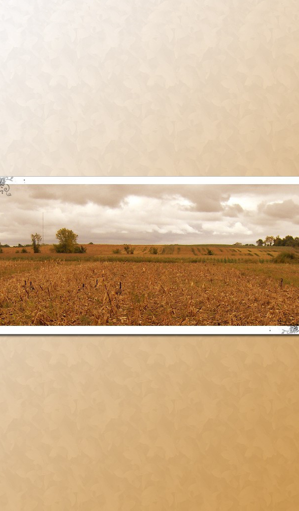 Паук на картине