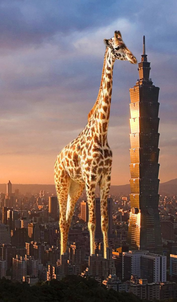 Жираф выше небоскреба