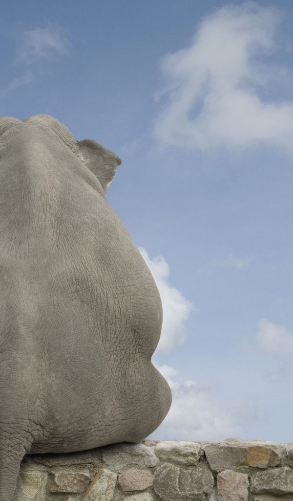 Девочка обнимает слона