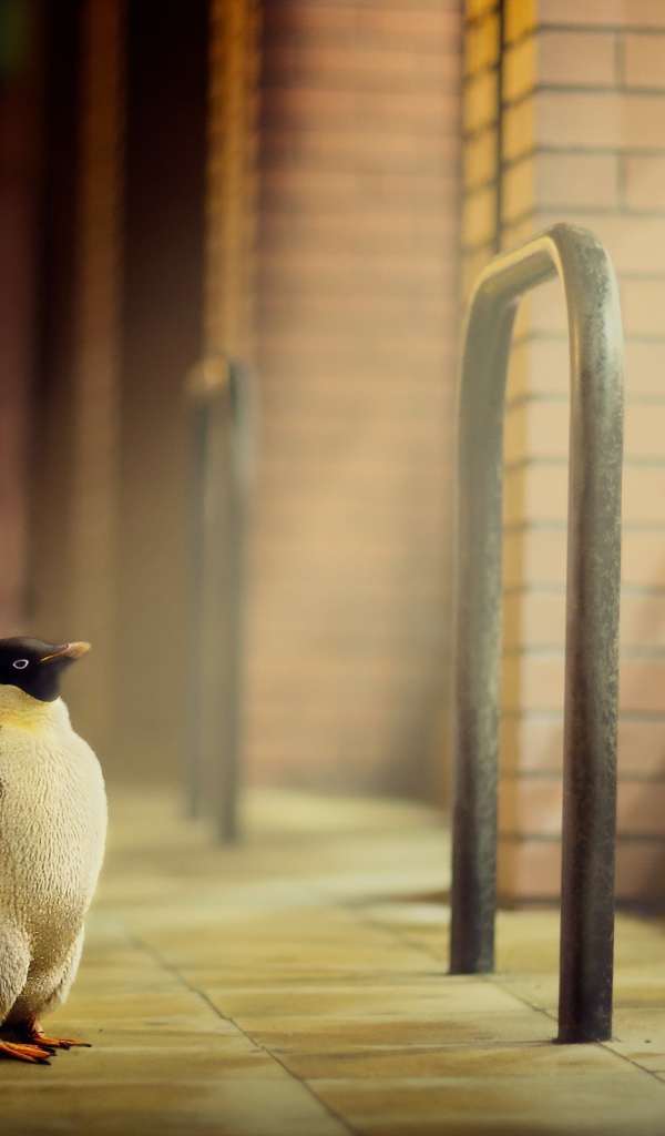 Пингвин стоит у окна