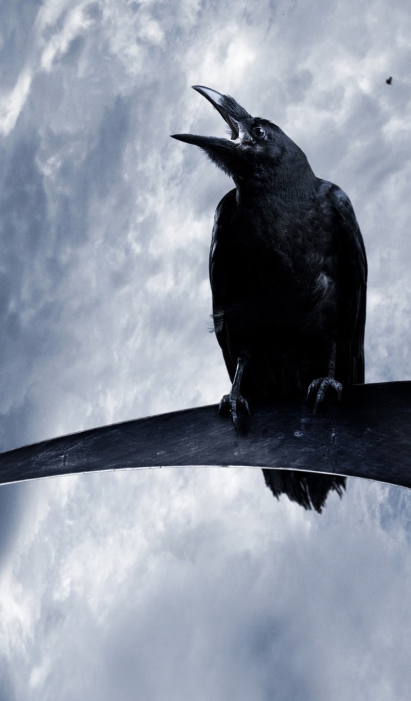 Ворон на косе