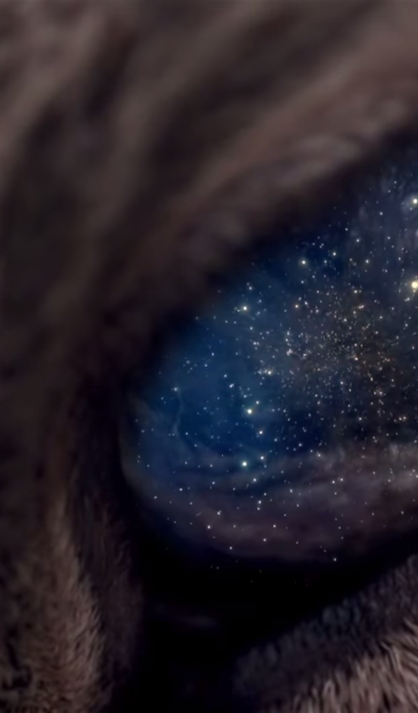 Вселенная в глазу животного