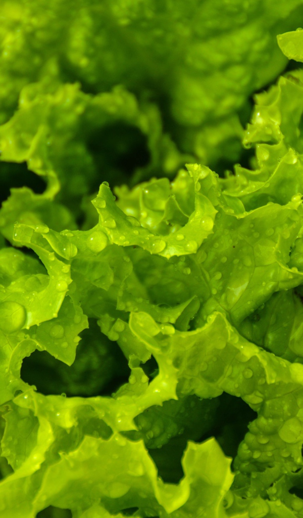 Листья зеленого салата