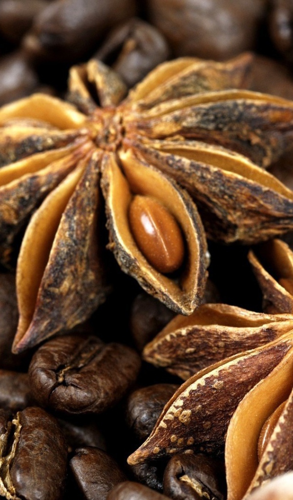 Плоды бадьянового дерева