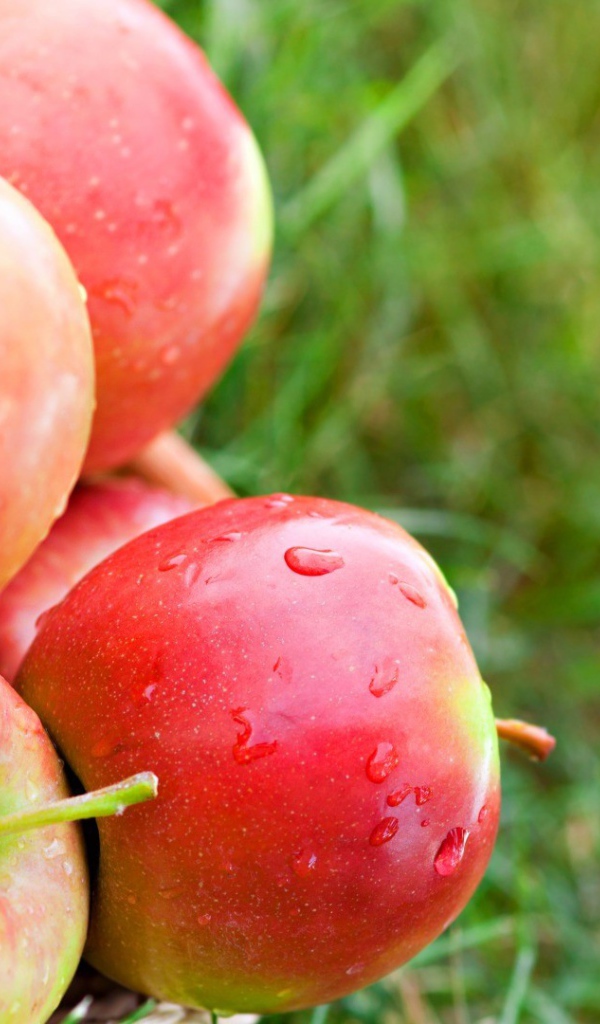 Яблоки лежат на траве