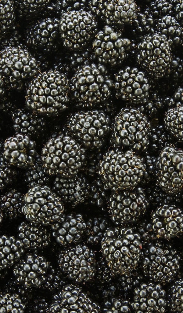 Черная ягода ежевика