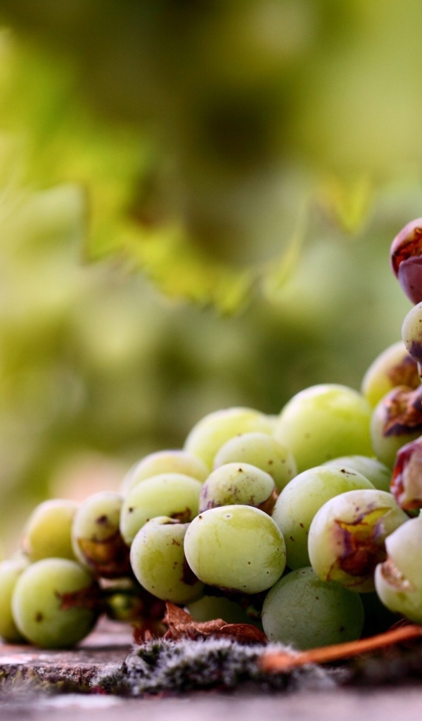 Кисть подпорченного винограда