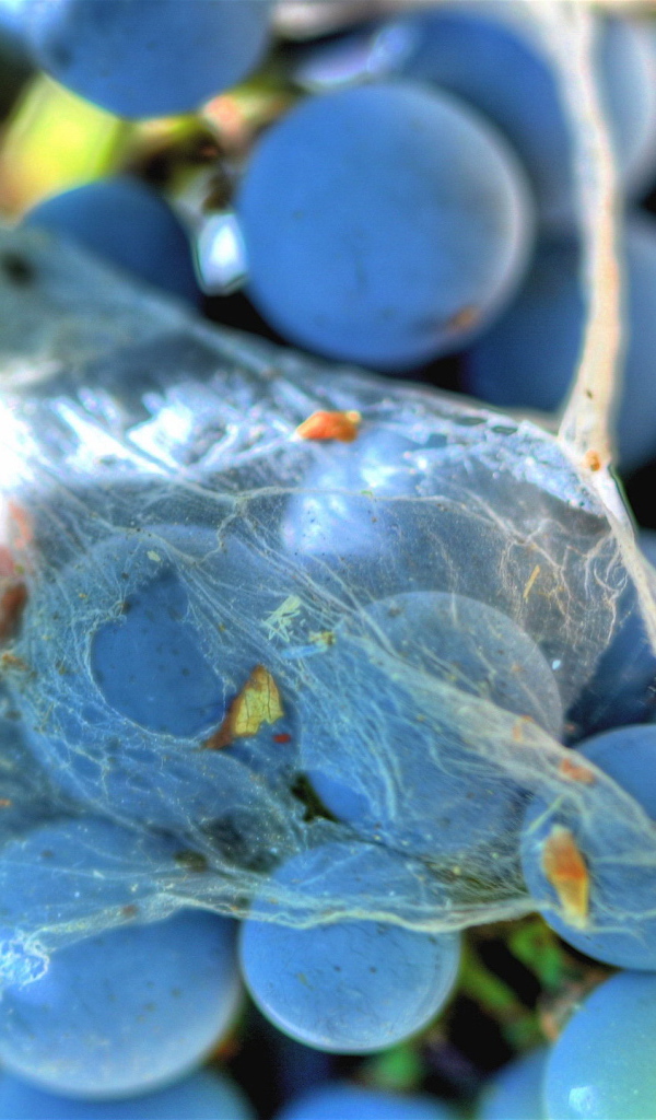 Паутинка на винограде