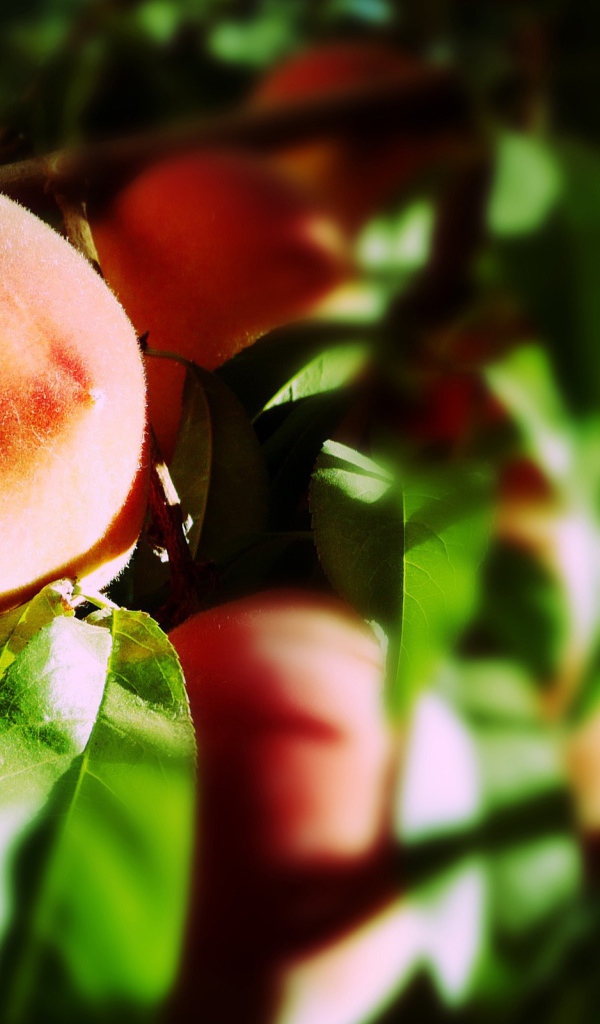 Спелые плоды персика на ветке