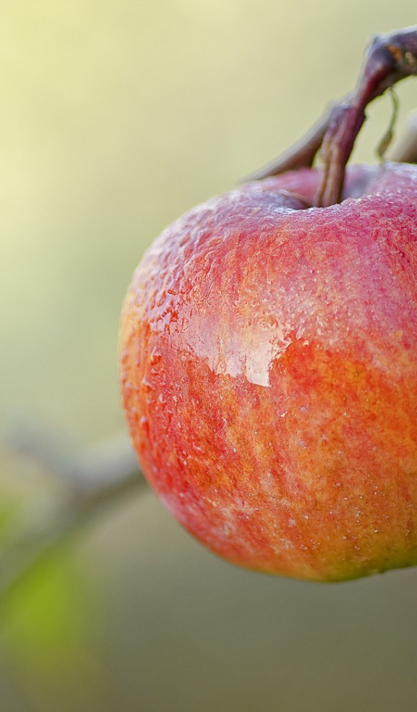 Спелое красное яблоко на ветке