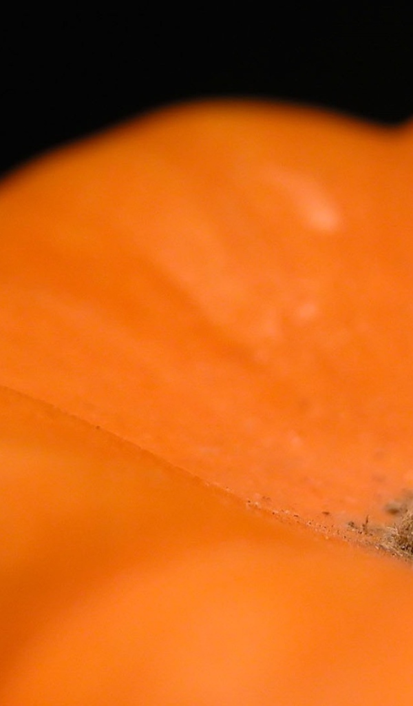 Хвостик оранжевой тыквы