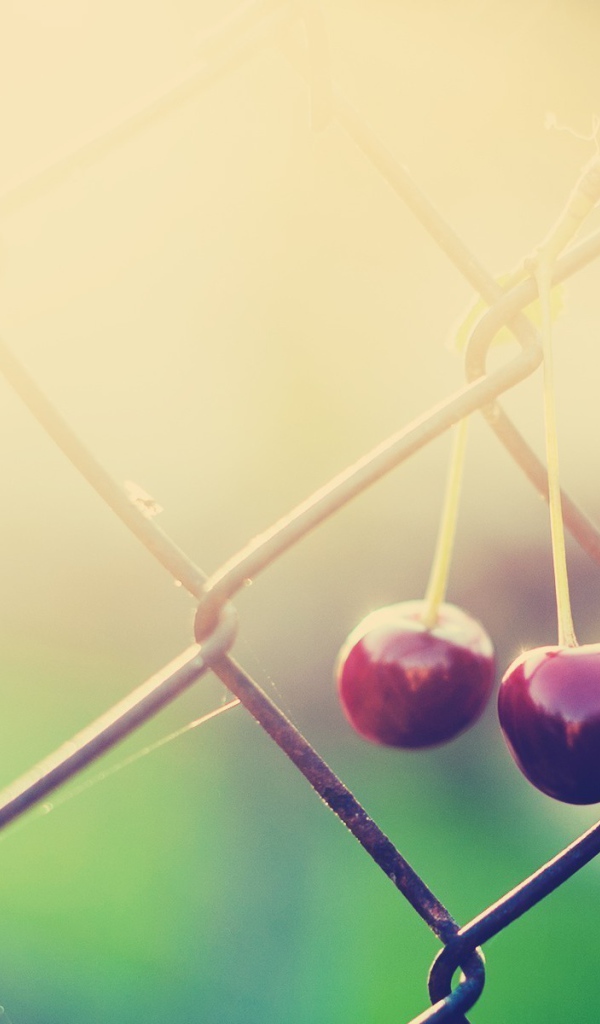 Две вишни висят на сетке