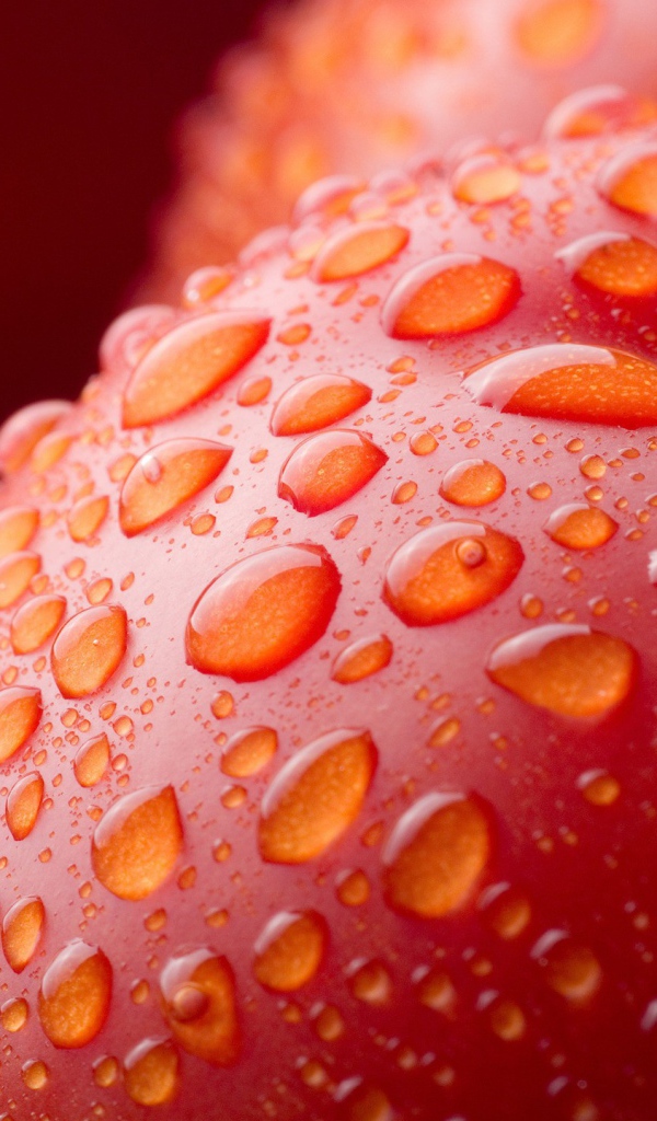 Мокрое красное яблоко