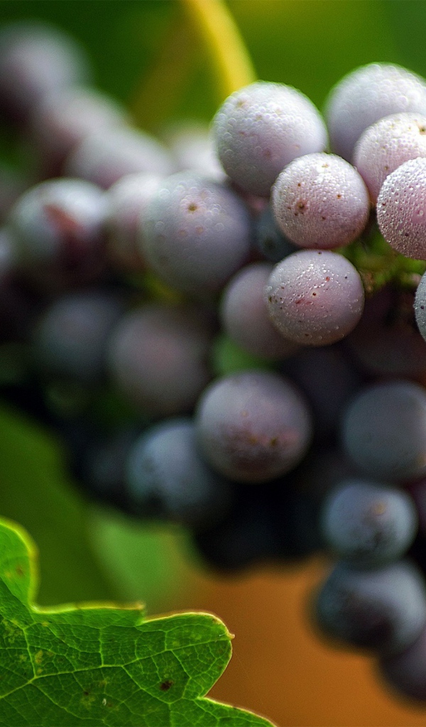 Белый налет на винограде