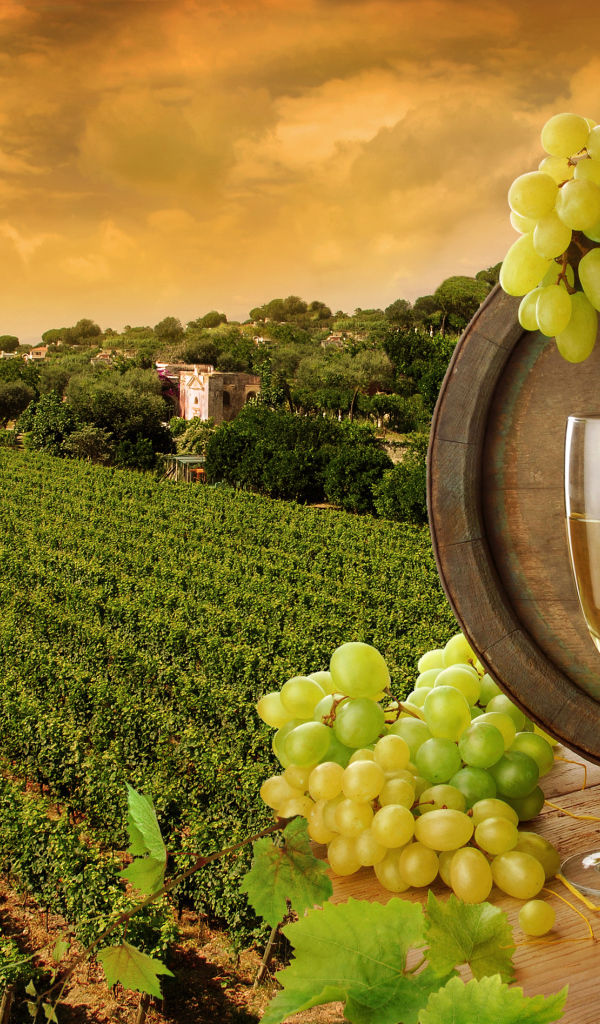 Виноградник и бочка с вином