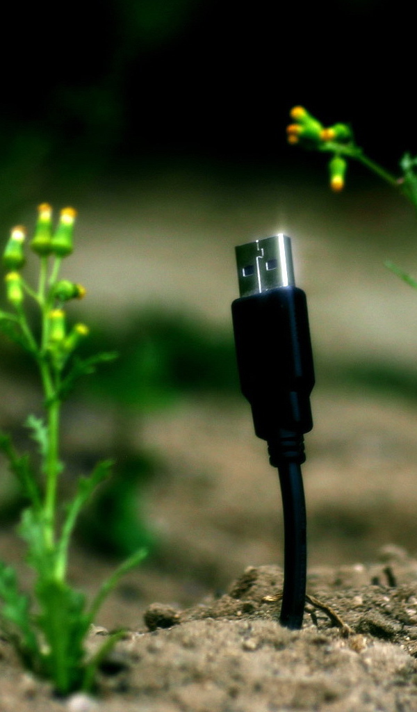 Весной прорастают штеккеры