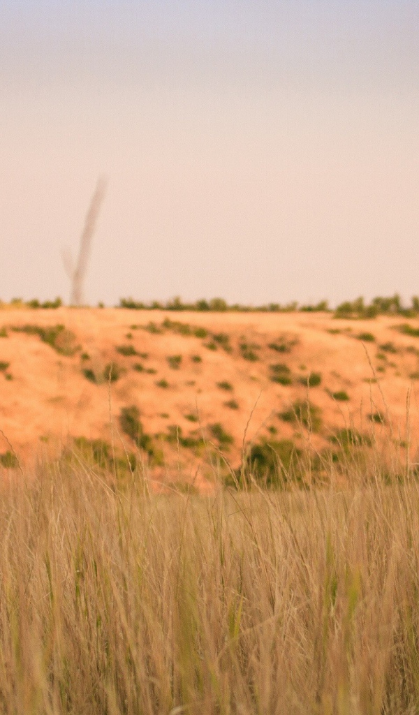 Девушка в джинсовых шортах идет по полю