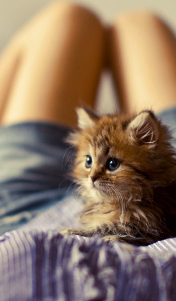 Лохматый котенок на животе у девушки