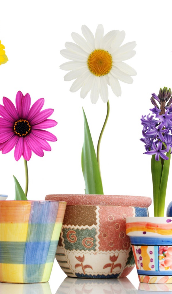 Распустившиеся цветы в горшках на 8 марта